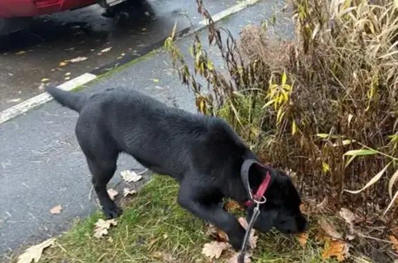 Найдена собака, Балашиха, МО