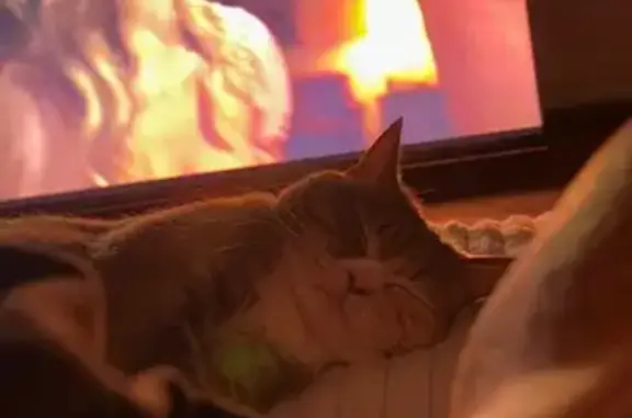 Пропала кошка на Советской улице, Ижевск