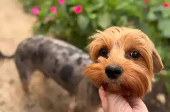 Пропала собака, СНТ Таврида, 372, Симферополь, Республика Крым