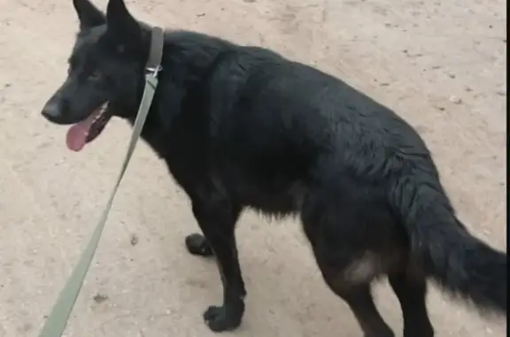 Собака найдена: Аэродромная ул., Самара