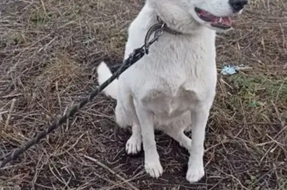 Найдена собака, Новоостаповская 12, Москва