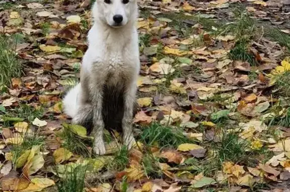 Собака найдена у Нарвская 6, Калининград