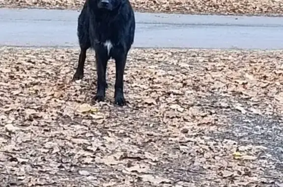 Найденные животные Калининградская область, фото: Собака найдена: Ижевское, Калининградская обл.