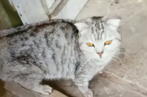 Кошка найдена: Медведево, ул. Строителей