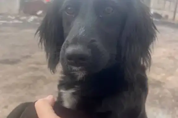 Найдена собака, Сотниково, фото: Собака найдена: Трактовая ул., Сотниково