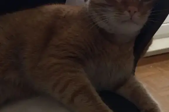 Кошки потеряшки, Ярославль, фото: Потеряшка котик Кузя, ул. Добрынина 22А