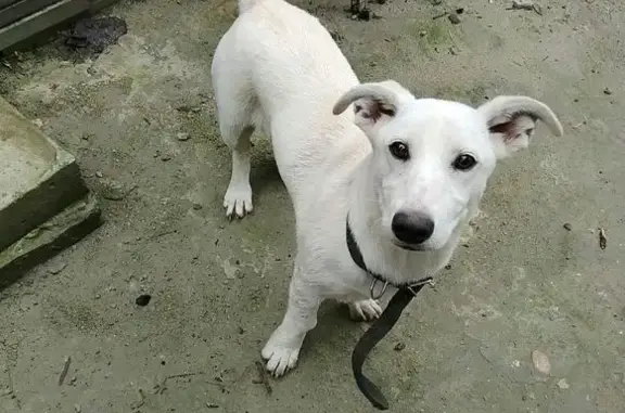 Щенок найден: Городская ул., 2, Курск