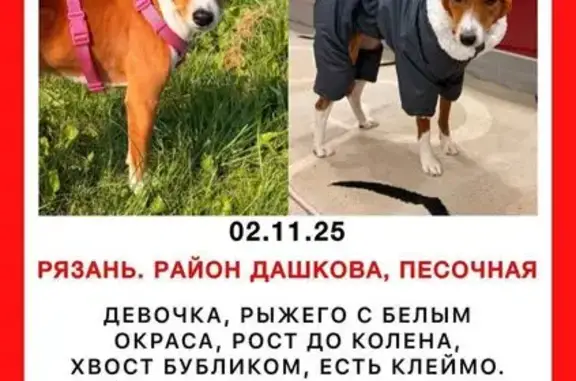 Пропала собака, Зубковой 26А, Рязань