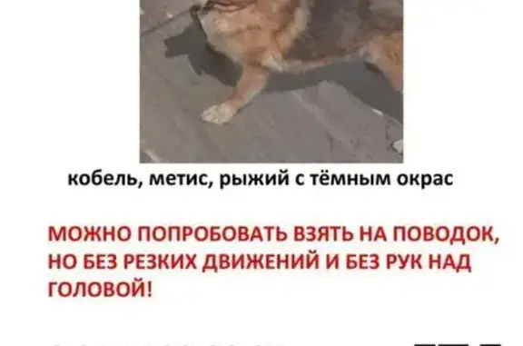 Пропала собака Рокки, Москва, пр. 5112, 10