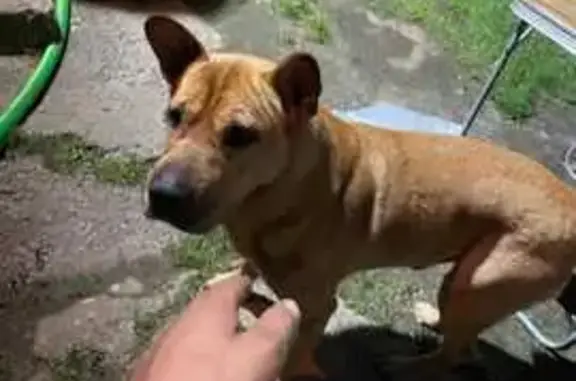 Пропала собака, Серебрянское, Ленобласть