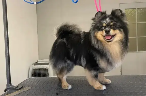 Пропала собака, 3-я Сосневская ул., 1, Иваново