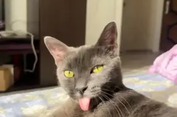 Найденные животные Ставрополь, фото: Найдена кошка, Западный обход, Ставрополь