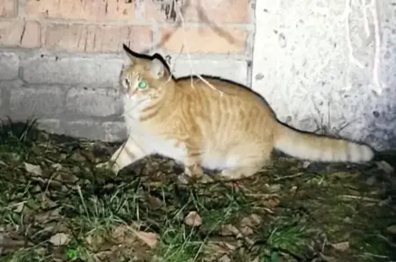 Пропал котик, Абакан, пр. Ленина 86