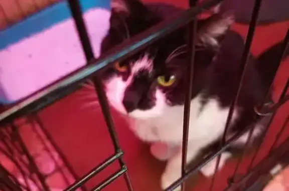 Найдена кошка, Кемеровская область, фото: Кошка найдена в Новокузнецке, Кемерово