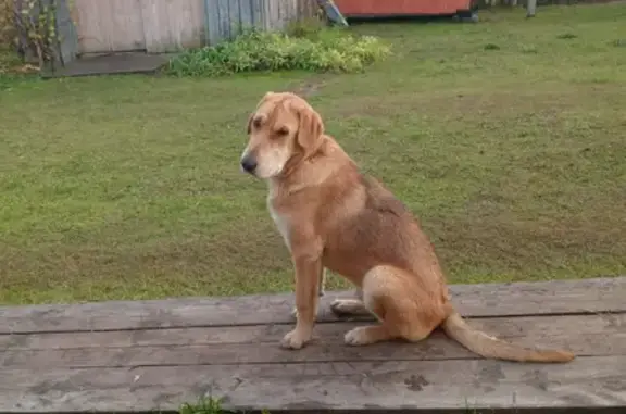 Пропала собака в Пежме, Вельск