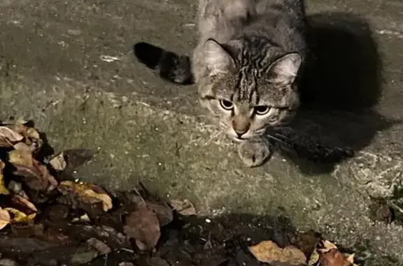 Найдена кошка, , фото: Кошка-«львёнок» найдена на Барышникова, 13