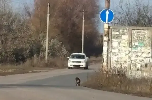 Найдена собака, Саратовская область, фото: Собака найдена у СНТ Коралла, Саратовская обл.