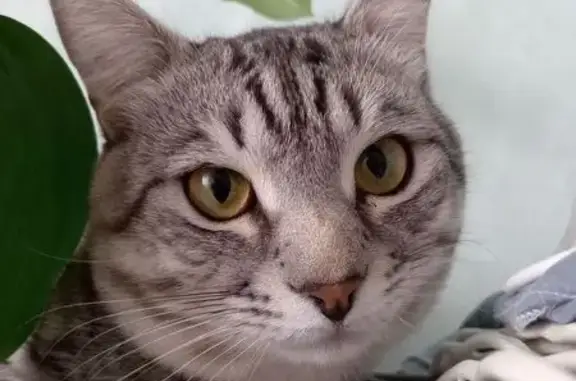 Пропала кошка, Садовая ул., 1, Н. Мактама