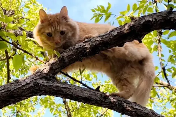 Кошки потеряшки, Москва, фото: Потеряшка кот Рыжик, Колпачный пер., 6 с2