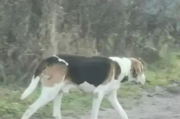 Собаки потеряшки, Устье, фото: Потеряшка собака в с. Устье, Ярославская обл.