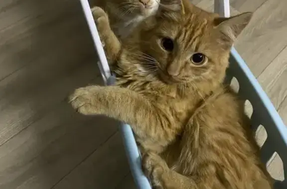 Пропал котик, Омск, 3-й Укр. пер., 29