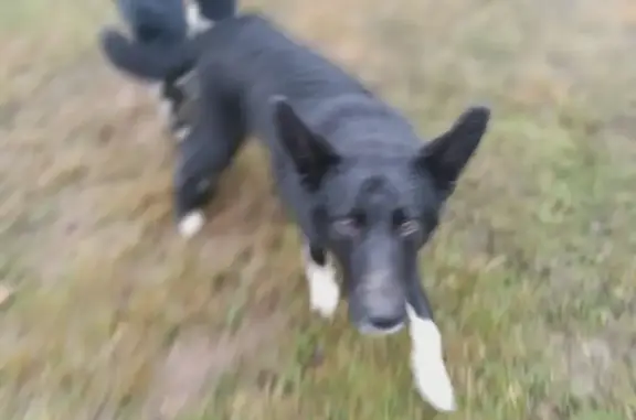 Найдена собака, Владимирская область, фото: Найдена собака в Марково, Владимирская обл.
