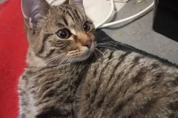 Найдена кошка, Калужское шоссе, 16