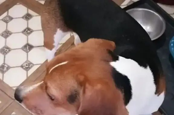 Найден бигль, Коминтерновский пер., Воронеж