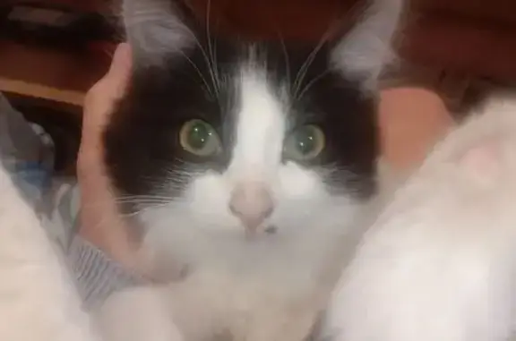 Потерянные животные Киров, фото: Пропала кошка, Пролетарская 2, Киров