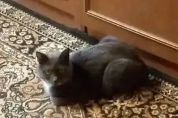 Кошки потеряшки, Арсеньев, фото: Потеряшка кошка, Ленинская 19, Арсеньев