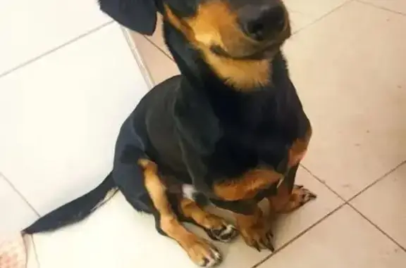 Собаки потеряшки, Калининград, фото: Потеряшка собака, ул. Гайдара, 33, Калининград