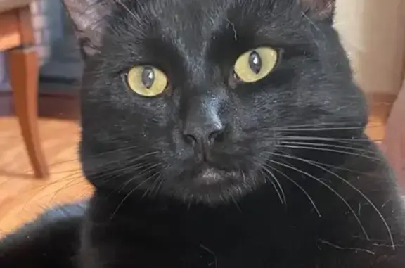 Пропала черная кошка, ул. Горького, 58