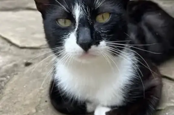 Пропала кошка на Рылеева, Луганск