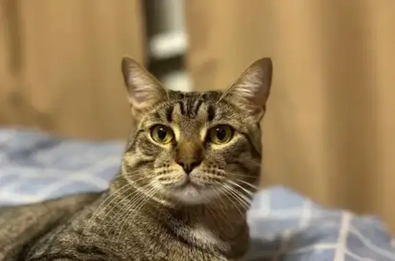 Пропала кошка, Берёзовская 79, Н. Новгород