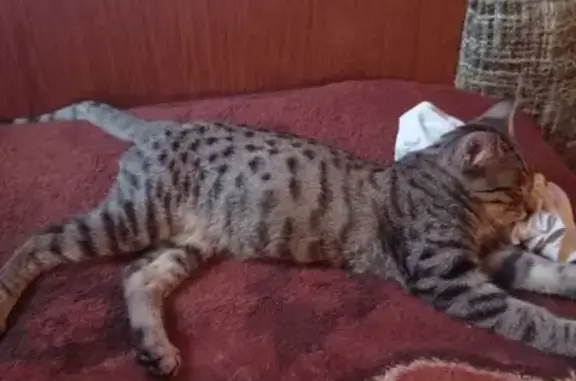 Кошка найдена на 50-летия Победы, 25