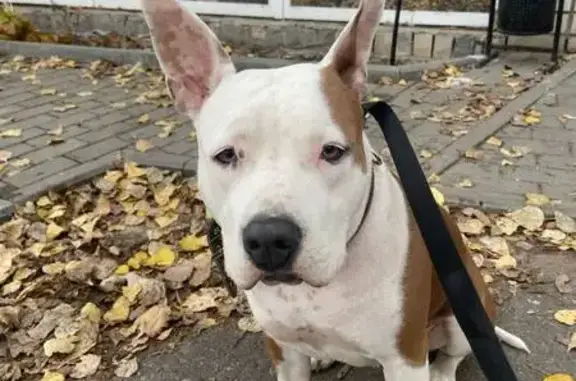 Найдена собака, Воронеж, фото: Собака найдена у РоллингМото, Воронеж