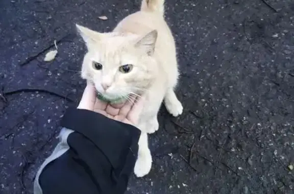 Найдена кошка, Кемеровская область, фото: Кошка найдена: Новокузнецк, Кемерово