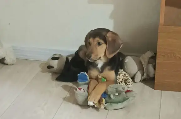 Пропала собака, Чебоксары, пр. Тракторостроителей, 17/25