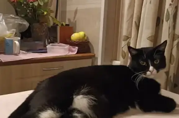 Пропала кошка, Гданьская ул., СПб