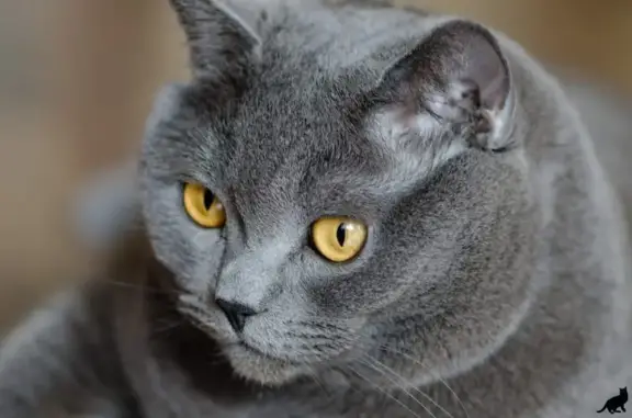 Найдена кошка, Лавровское, фото: Кот найден: пионерлагерь Смыково, Судогда