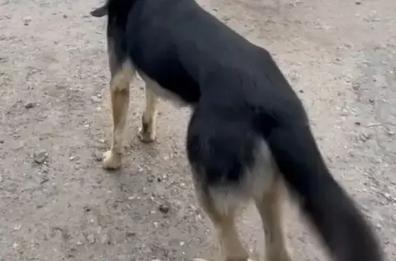 Собаки потеряшки, Омский, фото: Потеряшка собака, Центральная ул., Омский