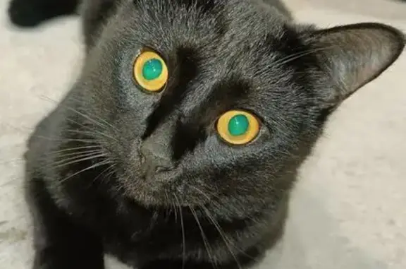 Кошки потеряшки, Иваново, фото: Потеряшка кошка, ул. Майорова, 21, Иваново