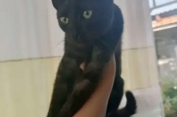 Найдена кошка, Краснодарский край, фото: Котенок найден во дворе, Абинск, Краснодарский край