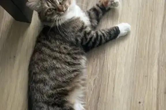 Пропала кошка, ул. Шевелюха 79А, Ярославль