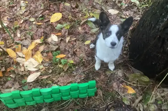 Найдена собака, Кратово, фото: Собака найдена: Рязанская ул., 9, Кратово