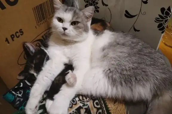 Кошки потеряшки, Самара, фото: Потеряшка кошка, Ставропольская 101, Самара