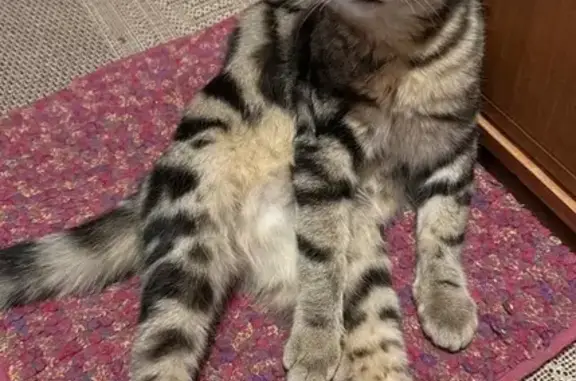 Найдена кошка, Томск, фото: Кошка найдена: Енисейская ул., Томск