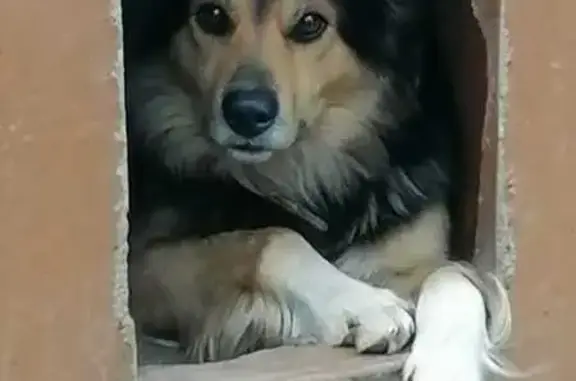 Пропала собака, Орёл, Орловская область