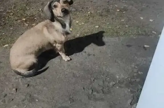 Найдена собака, Куйвозовское сельское поселение, фото: Метис таксы найден в Куйвозовском СП