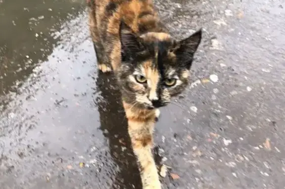 Найдена кошка, Зубовский сельсовет, фото: Кошка найдена на улице №1, Зубовский 